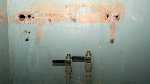 Best Local water damage restoration  in Peosta, IA