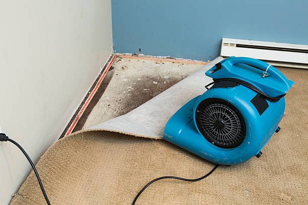 Best Basement water damage restoration  in Peosta, IA